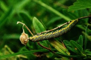 Caterpillar, kasten, alpine, alps, switzerland, yellow, valley, butterfly, hoher, meadow, rheintal, lepidoptera, spots, rhein, caterpillar, field, larva, insect, arthropod, dotted, mountains, swiss, green, grazing, animal, invertebrate