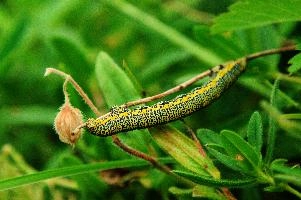 Caterpillar, kasten, alpine, alps, switzerland, yellow, valley, butterfly, hoher, meadow, rheintal, lepidoptera, spots, rhein, caterpillar, field, larva, insect, arthropod, dotted, mountains, swiss, green, grazing, animal, invertebrate