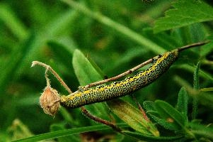 Caterpillar, kasten, alpine, alps, switzerland, yellow, valley, butterfly, hoher, meadow, rheintal, lepidoptera, spots, rhein, caterpillar, field, larva, insect, arthropod, dotted, mountains, swiss, green, grazing, animal, invertebrate