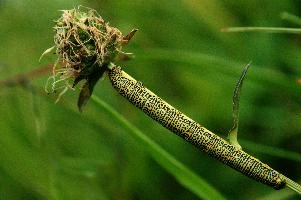 Caterpillar, kasten, alpine, alps, switzerland, yellow, valley, butterfly, hoher, meadow, rheintal, lepidoptera, spots, rhein, caterpillar, field, larva, insect, arthropod, dotted, mountains, swiss, green, grazing, animal, invertebrate