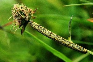 Caterpillar, kasten, alpine, alps, switzerland, yellow, valley, butterfly, hoher, meadow, rheintal, lepidoptera, spots, rhein, caterpillar, field, larva, insect, arthropod, dotted, mountains, swiss, green, grazing, animal, invertebrate