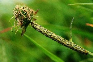 Caterpillar, kasten, alpine, alps, switzerland, yellow, valley, butterfly, hoher, meadow, rheintal, lepidoptera, spots, rhein, caterpillar, field, larva, insect, arthropod, dotted, mountains, swiss, green, grazing, animal, invertebrate