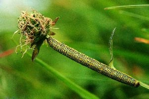 Caterpillar, kasten, alpine, alps, switzerland, yellow, valley, butterfly, hoher, meadow, rheintal, lepidoptera, spots, rhein, caterpillar, field, larva, insect, arthropod, dotted, mountains, swiss, green, grazing, animal, invertebrate