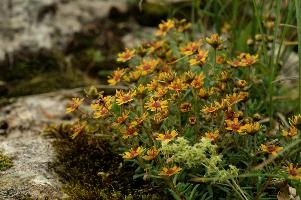 Alpine Flower,  alpine groundsel on the hoher kasten