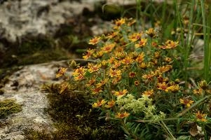 Alpine Flowers,  alpine groundsel on the hoher kasten