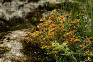 Alpine Flowers,  alpine groundsel on the hoher kasten