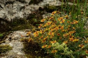 Alpine Flowers,  alpine groundsel on the hoher kasten