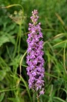 dsc_231292.jpg