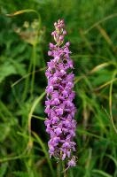 dsc_231293.jpg