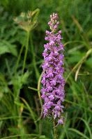 dsc_231301.jpg