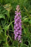 dsc_231304.jpg