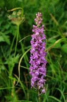dsc_231305.jpg