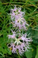 Appenzell, superbus, swiss, flower, purple, pasture, kasten, petals, dianthus, alps, appenzell, flora, perennial, hoher, ragged, mountains, carnation, wild, native, alpine, switzerland, mauve, field, meadow, pink, wildflower