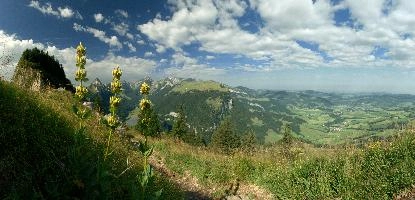Appenzell, wild, hoher, daylight, rhine, view, gentian, lutea, rheintal, europe, plant, alps, green, wildflower, schweiz, sunny, mountains, weather, appenzell, alpine, sky, flower, kasten, fields, valley, summer, hiking, walking, rural, yellow, gentiana, appenzellerland, swiss, switzerland, scenery, outdoor