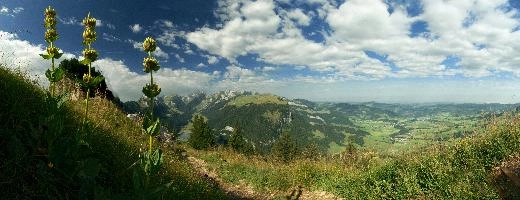 Appenzellerland, wild, gentian, daylight, rhine, view, alps, lutea, hoher, europe, plant, appenzell, green, wildflower, appenzellerland, sunny, mountains, weather, schweiz, alpine, sky, flower, yellow, fields, valley, summer, hiking, walking, rural, rheintal, gentiana, kasten, swiss, switzerland, scenery, outdoor