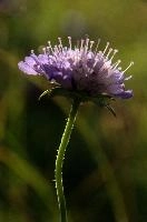Alpine Meadow Flower,  swiss alpine meadow flower on the hoher kasten
