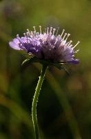 Appenzell,  swiss alpine meadow flower on the hoher kasten