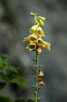 Appenzell, kasten, wild, grandiflora, digitalis, rhine, yellow, hoher, wildflower, appenzell, valley, flower, native, mountains, alps, foxglove, switzerland, meadow, fauna, alpine
