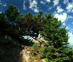 Appenzell, pine, switzerland, hoher, mountain, alpine, tree, rheintal, rhine, appenzell, bent, valley, kasten, alps, mountains, meadow