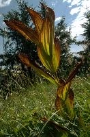 Appenzell,  leaves of the alpine bitterroot in autumn colour