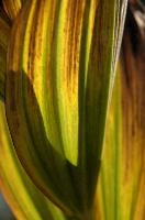 Appenzell,  leaves of the alpine bitterroot in autumn colour