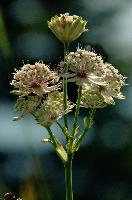 Alpine Flower
Alpine Flower, flower, alpine, meadow, major, masterwort, astrantia, botany, kasten, switzerland, appenzell, bloom, white, flora, swiss, wildflower, herbaceous, blossom, alps, great, hoher, mountains, wild, perennial