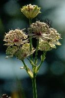 Alpine Flower, flower, alpine, meadow, major, masterwort, astrantia, botany, kasten, switzerland, appenzell, bloom, white, flora, swiss, wildflower, herbaceous, blossom, alps, great, hoher, mountains, wild, perennial