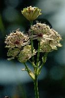 Appenzell, flower, alpine, meadow, major, masterwort, astrantia, botany, kasten, switzerland, appenzell, bloom, white, flora, swiss, wildflower, herbaceous, blossom, alps, great, hoher, mountains, wild, perennial