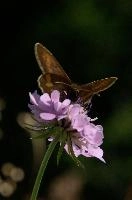 Brown Butterfly, brown, rhine, kasten, lepidoptera, insect, meadow, valley, appenzell, butterfly, alps, switzerland, hoher, alpine, mountains