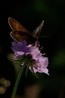 Appenzell, brown, rhine, kasten, lepidoptera, insect, meadow, valley, appenzell, butterfly, alps, switzerland, hoher, alpine, mountains