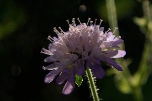 Alpine Bloom,  swiss alpine meadow flower on the hoher kasten