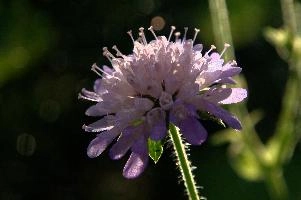 Appenzell,  swiss alpine meadow flower on the hoher kasten