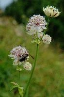 Alpine Flower
Umbellifer, flower, great, astrantia, alpine, masterwort, alps, botany, meadow, switzerland, appenzell, bloom, white, flora, swiss, wildflower, herbaceous, blossom, major, kasten, hoher, mountains, wild, perennial