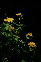 Alpine Flower, flower, meadow, rhine, kasten, flora, hoher, alpine, alps, appenzell, native, yellow, mountains, summer, valley, switzerland, wildflower, wild