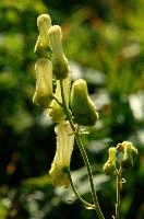 Aconitum lycoctonum, flower, mountains, wildflower, rhine, lycoctonum, swiss, aconitum, flora, alpine, kasten, wild, appenzell, summer, native, yellow, inflorescence, hoher, head, daylight, sunshine, botany, valley, wolfs, switzerland, meadow, pale, wolfsbane