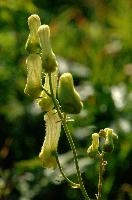 Appenzell, flower, mountains, wildflower, rhine, lycoctonum, swiss, aconitum, flora, alpine, kasten, wild, appenzell, summer, native, yellow, inflorescence, hoher, head, daylight, sunshine, botany, valley, wolfs, switzerland, meadow, pale, wolfsbane