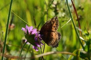 Alpine Butterfly,  mauve alpine flower in swiss meadow with visiting brown butterfly