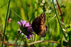 Alpine Butterfly,  mauve alpine flower in swiss meadow with visiting brown butterfly