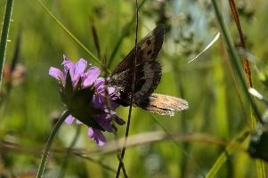 Alpine Butterfly,  mauve alpine flower in swiss meadow with visiting brown butterfly