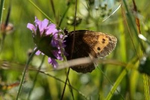 Alpine Butterfly,  mauve alpine flower in swiss meadow with visiting brown butterfly