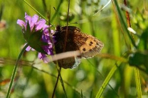 Alpine Butterfly,  mauve alpine flower in swiss meadow with visiting brown butterfly
