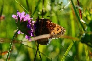 Alpine Butterfly,  mauve alpine flower in swiss meadow with visiting brown butterfly