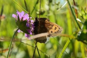 Appenzell,  mauve alpine flower in swiss meadow with visiting brown butterfly