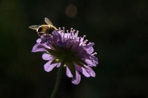 dsc_232620.jpg