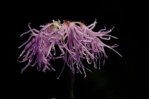 dsc_232700.jpg