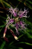 Appenzell, dianthus, mountains, floral, rhine, flower, summer, pink, perennial, alpine, kasten, native, appenzell, sunshine, botany, superbus, herbaceous, hoher, european, fringed, daylight, flora, valley, meadow, swiss, switzerland, pink, large