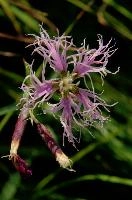 Appenzell, dianthus, mountains, floral, rhine, flower, summer, pink, perennial, alpine, kasten, native, appenzell, sunshine, botany, superbus, herbaceous, hoher, european, fringed, daylight, flora, valley, meadow, swiss, switzerland, pink, large