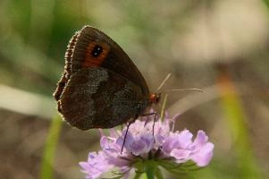 Appenzell, alpine, flower, brown, appenzell, schweiz, butterfly, meadow