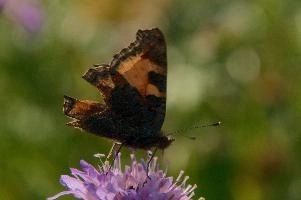 Aglais urticae
Aglais urticae, small, mountains, swiss, urticae, insect, aglais, colourful, butterfly, alpine, animal, appenzell, lepidoptera, wildlife, tortoiseshell, imago, field, adult, arthropod, invertebrate, wild, alps, switzerland, flower, meadow, tortoiseshell, small