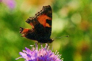 Aglais urticae, small, mountains, swiss, urticae, insect, aglais, colourful, butterfly, alpine, animal, appenzell, lepidoptera, wildlife, tortoiseshell, imago, field, adult, arthropod, invertebrate, wild, alps, switzerland, flower, meadow, tortoiseshell, small
